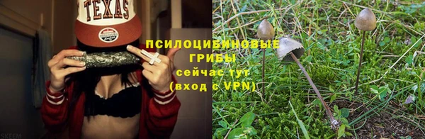 прущие грибы Елизово