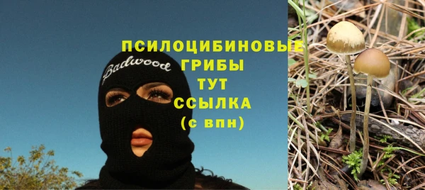 прущие грибы Елизово