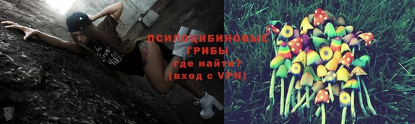 прущие грибы Елизово